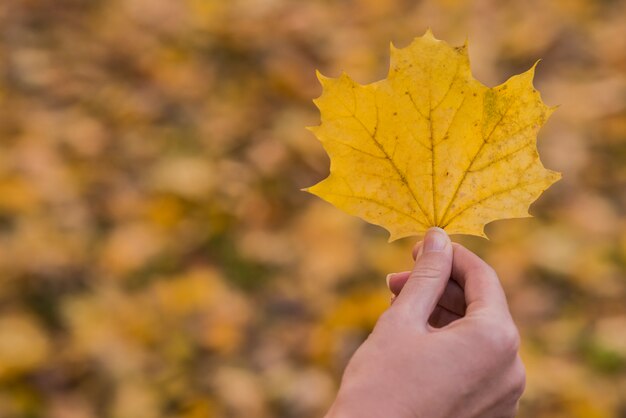 Foglia di acero in una mano. La mano della donna è tenuta foglia di acero giallo su una sfondo di sole giallo autunnale. Concetto di autunno soleggiato.