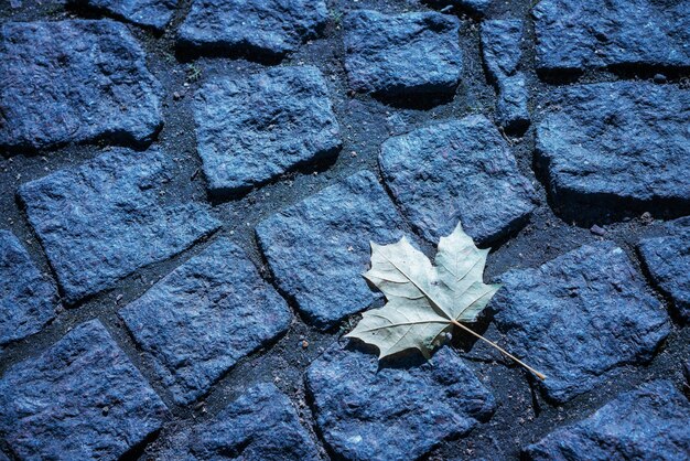 Foglia di acero su uno sfondo di strada di pietra nei toni del blu