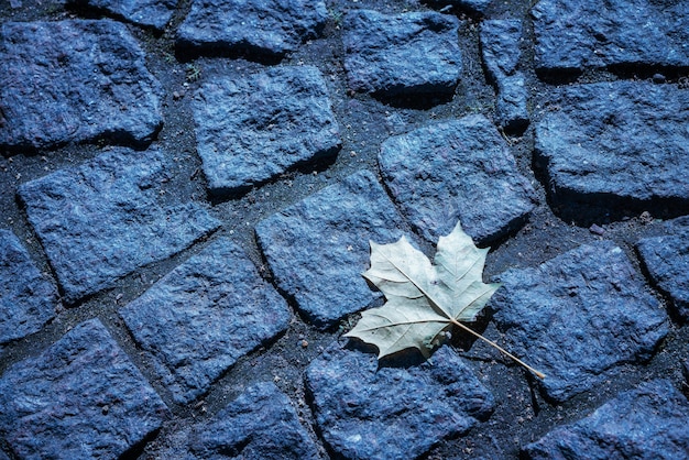 Foglia di acero su uno sfondo di strada di pietra nei toni del blu