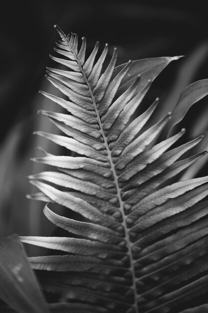 Foglia di felce da vicino in bw natura sfondow