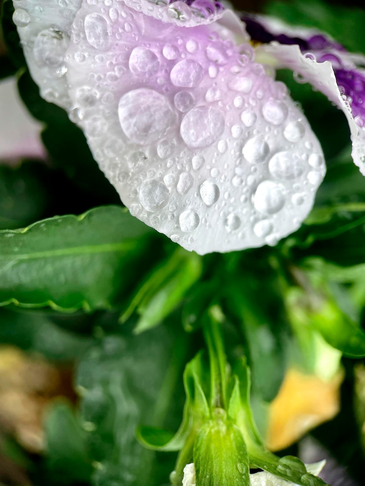 Foto gratuito foglia di fiore con gocce di rugiada