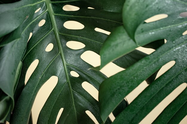 Foglia di monstera tropicale naturale da vicino.