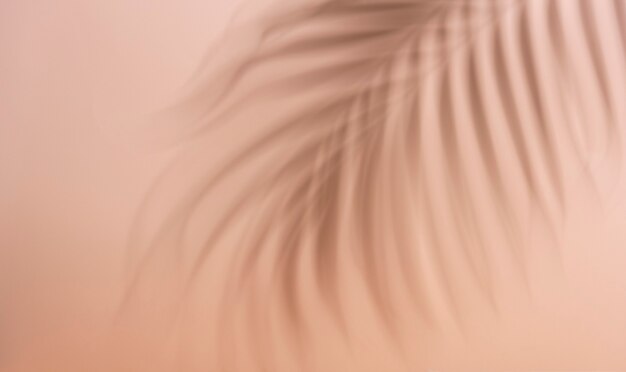 Foglia di palma astratta e riflessione dell'ombra su sfondo colorato.