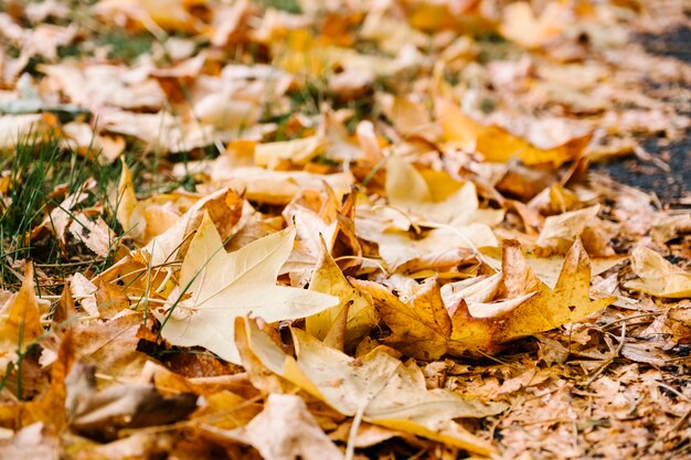 foglia gialla autunnale