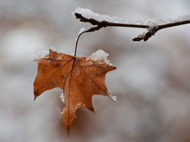 Foglia gialla secca sul ramo di un albero coperto di neve