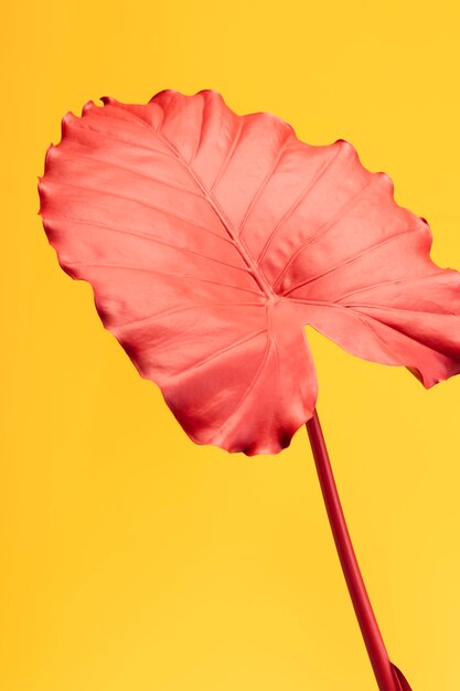 Foglia rosa esotica con sfondo giallo natura morta