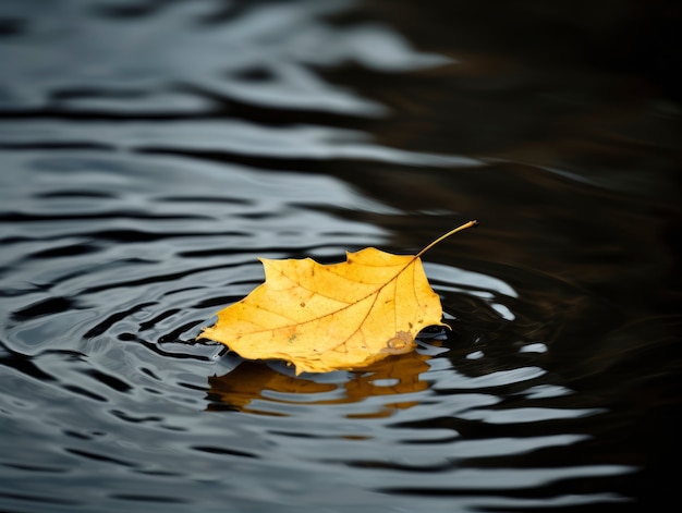 Foglia secca d'autunno sull'acqua