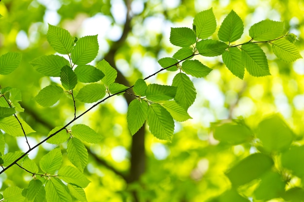 Foglia verde con goccia d'acqua su sfondo nero