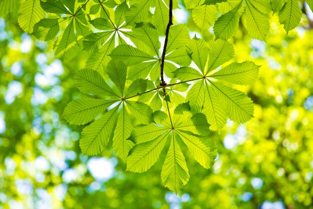 Foglia verde con goccia d'acqua su sfondo nero