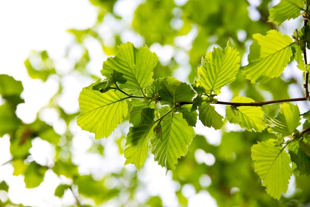 Foglia verde con goccia d'acqua su sfondo nero