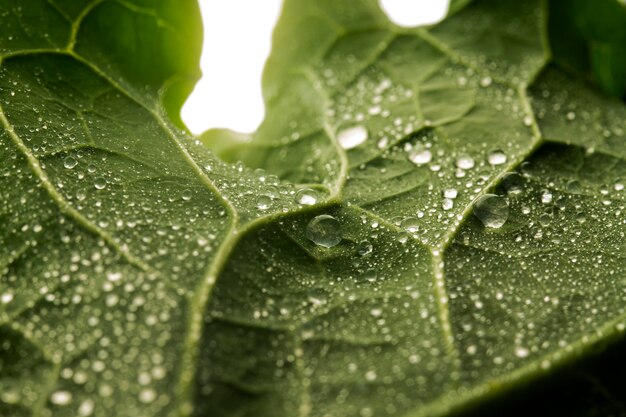 Foglia verde del primo piano con le gocce d'acqua