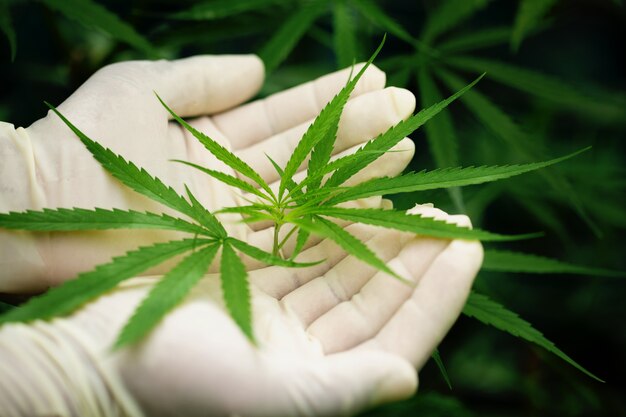 Foglia verde di marijuana in una mano