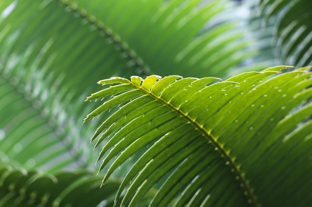 Foglia verde di una pianta tropicale