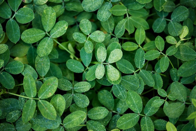 Foglia verde in natura