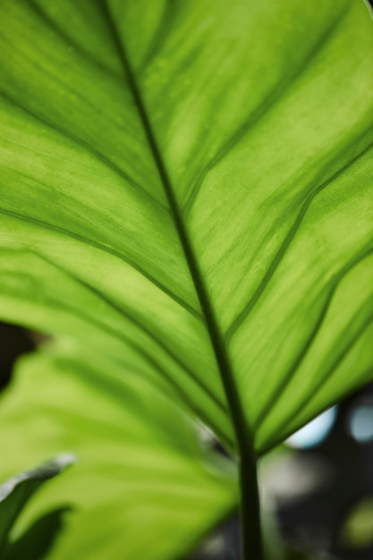 Foglia verde in ripresa macro