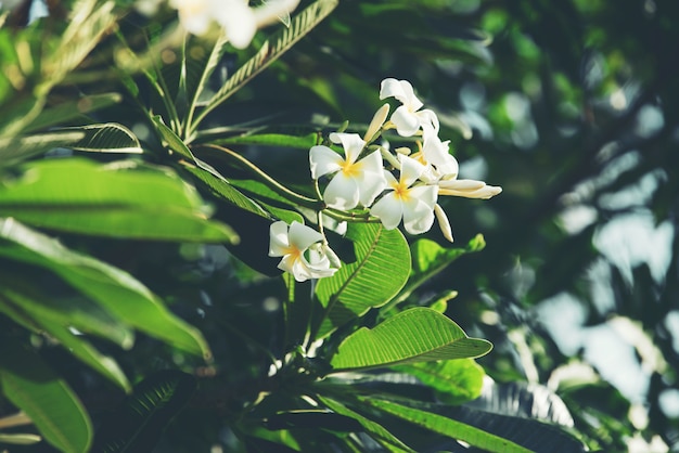 Foglia verde natura astratta