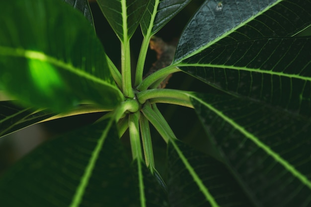 Foglia verde natura astratta