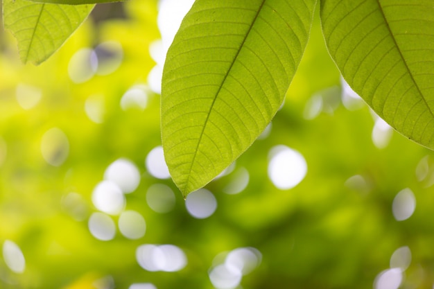 Foglia verde nella foresta