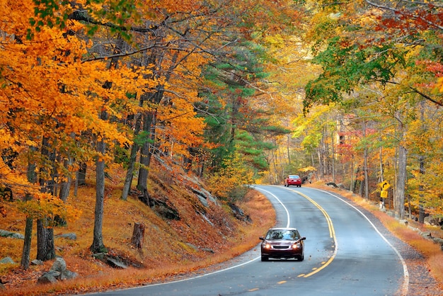 Fogliame autunnale nella foresta con strada.