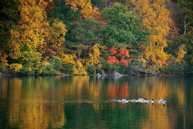 Fogliame colorato autunnale e paesaggio naturale.