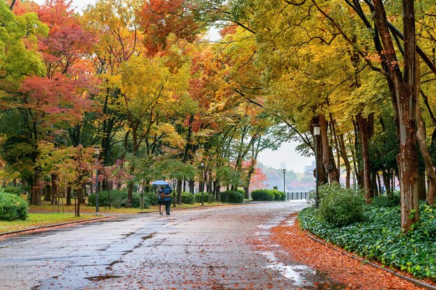 Fogliame colorato in autunno parco. Stagioni autunnali.