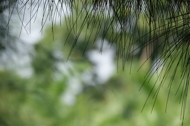 Foglie a forma come un bastone appeso a un albero