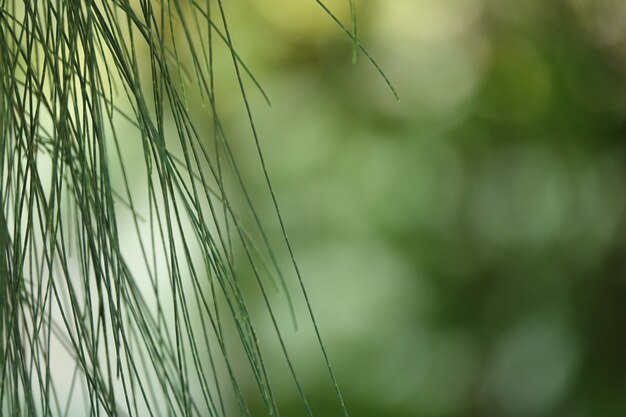 Foglie a forma come un bastone appeso a un albero