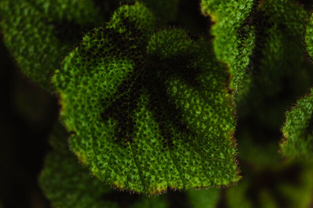 Foglie brufoloso Close-up