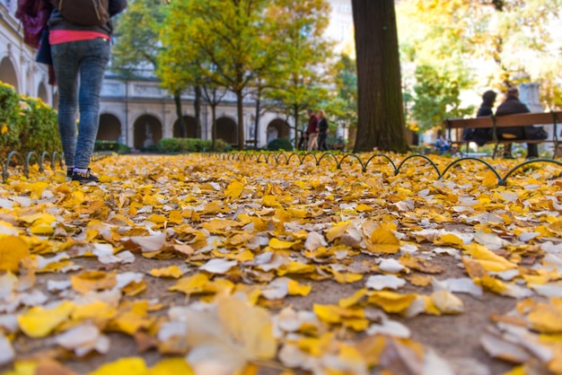 Foglie d&#39;autunno nel pavimento
