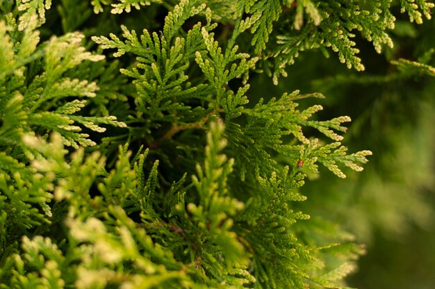 Foglie degli alberi del primo piano