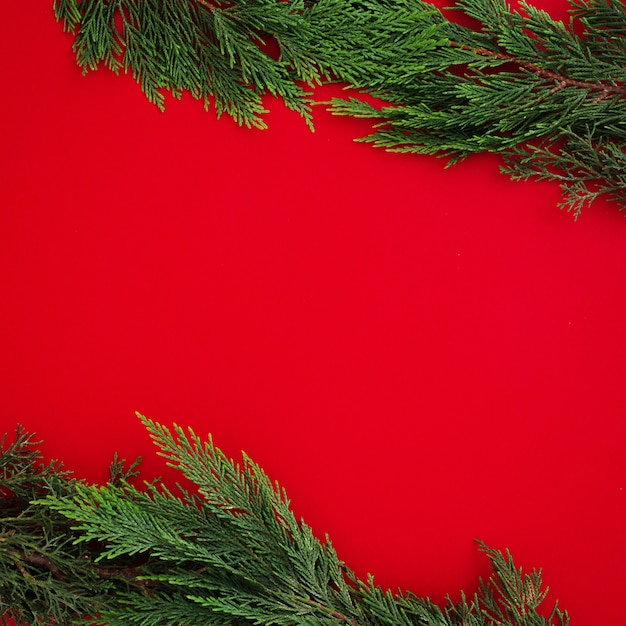 Foglie del pino di Natale su fondo rosso con copyspace