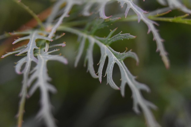 Foglie di acero giapponesi a foglia divisa verde su un albero