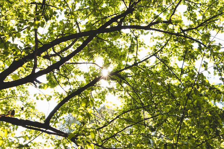 Foto gratuito foglie di alberi in giornata di sole