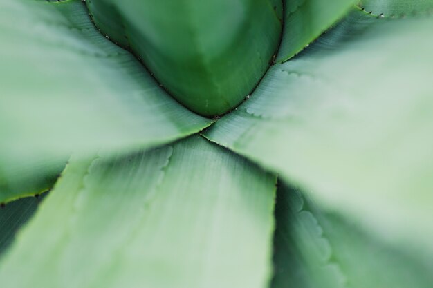 Foglie di aloe close-up