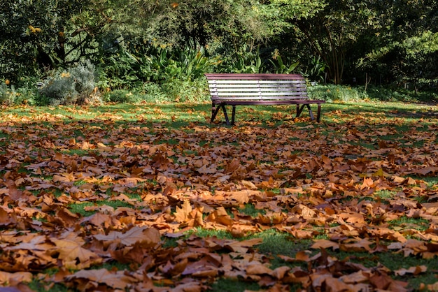 Foglie di autunno nel parco di caduta