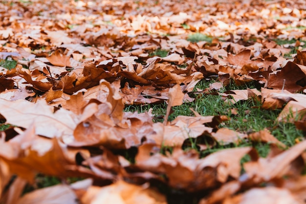 Foglie di autunno nel parco di caduta