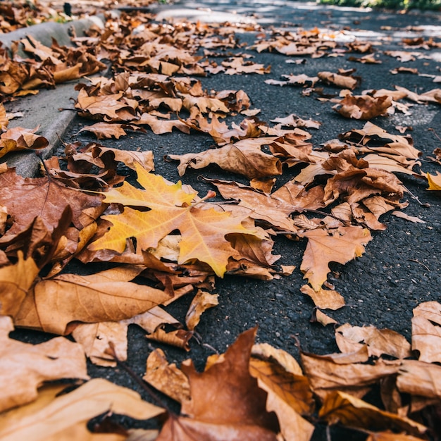 Foglie di autunno nel parco di caduta