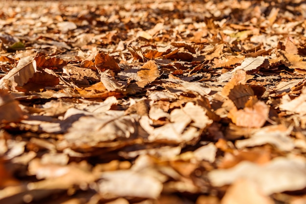 Foglie di autunno nel parco di caduta