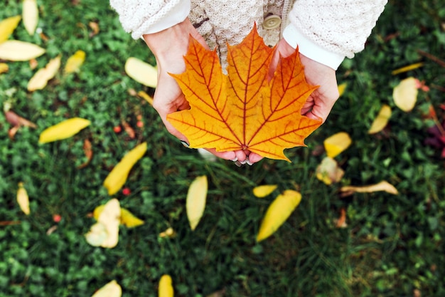 Foglie di autunno nelle mani della donna