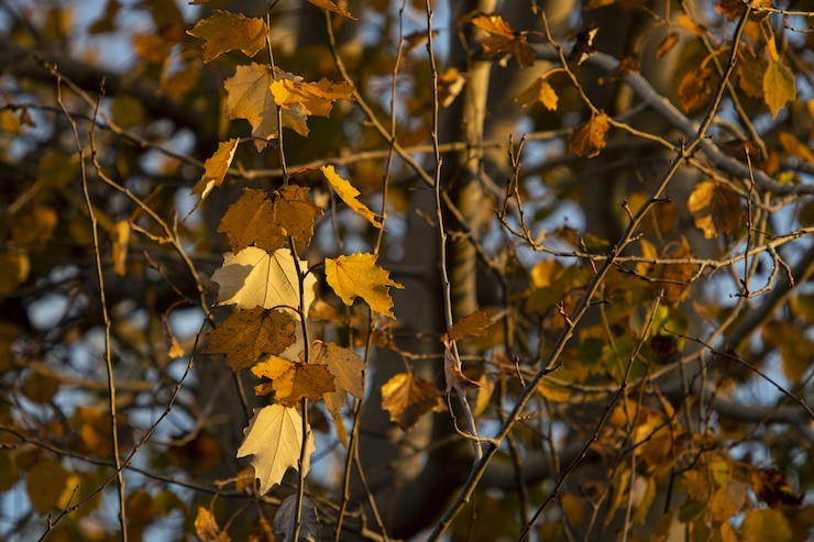 Foto gratuito foglie di autunno sui rami degli alberi