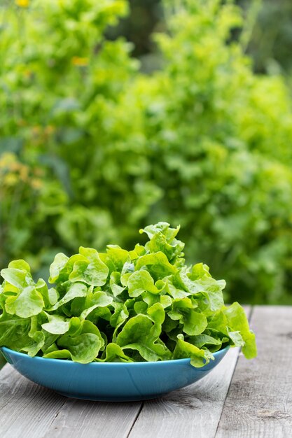 Foglie di insalata fresca in giardino