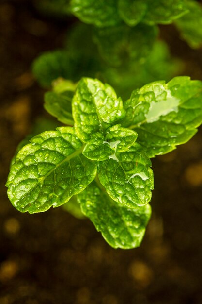 Foglie di menta del primo piano