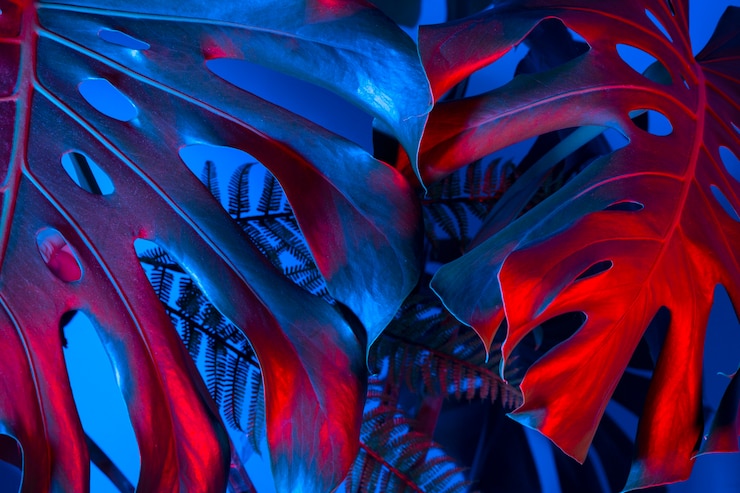 Foto gratuito foglie di monstera blu e rosse vista dall'alto