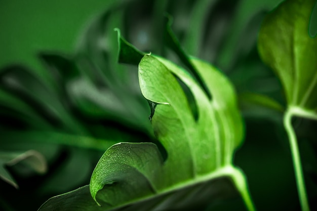 foglie di mostro su uno sfondo verde