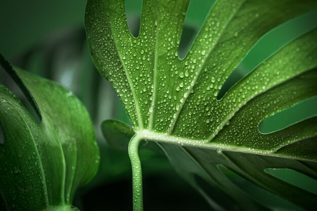 foglie di mostro su uno sfondo verde