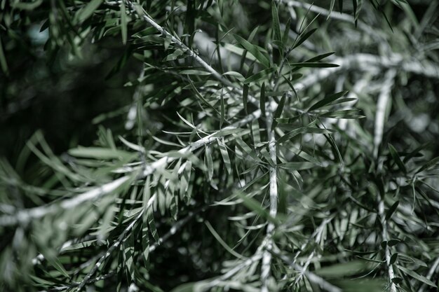 Foglie di olivo naturale