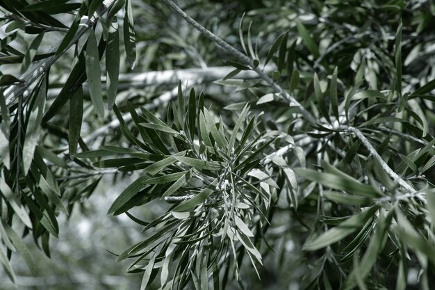 Foglie di olivo naturale