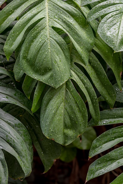 Foglie di piante bagnate di Monstera deliciosa in un giardino