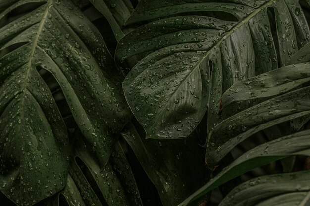 Foglie di piante bagnate di Monstera deliciosa in un giardino