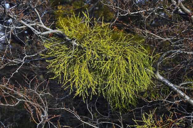 Foglie di pino sui rami secchi dell'albero